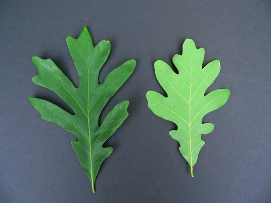{Quercus alba}